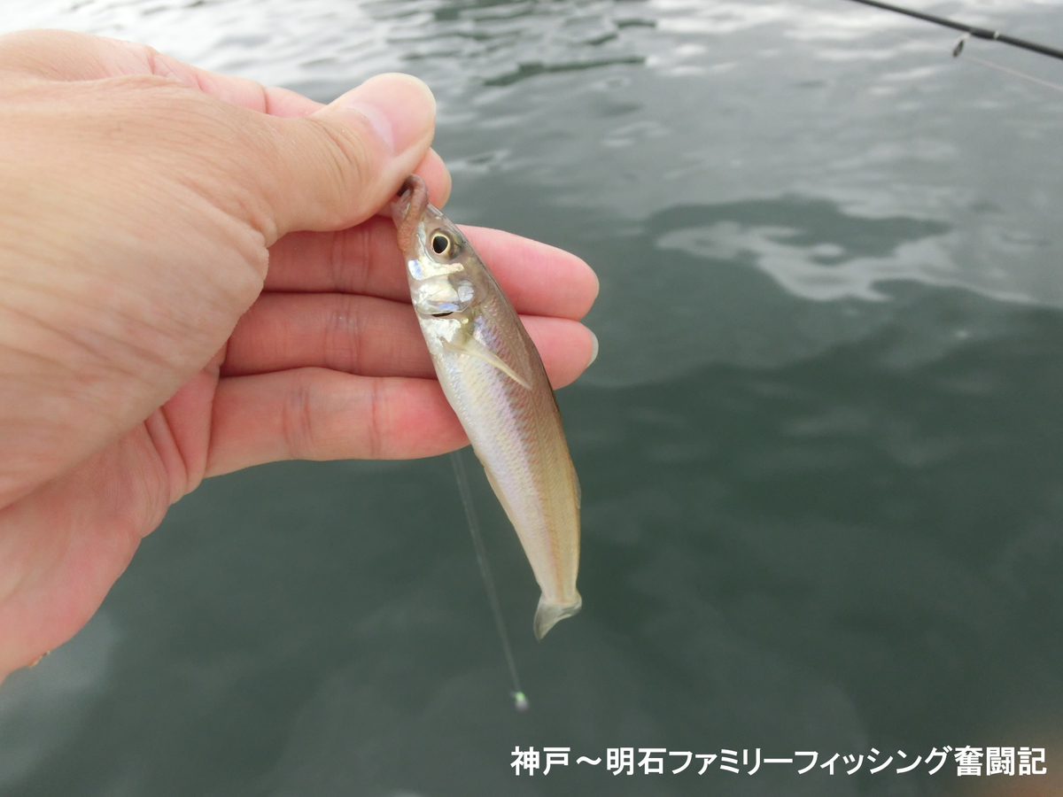 f:id:yggxq957:20190721150459j:plain