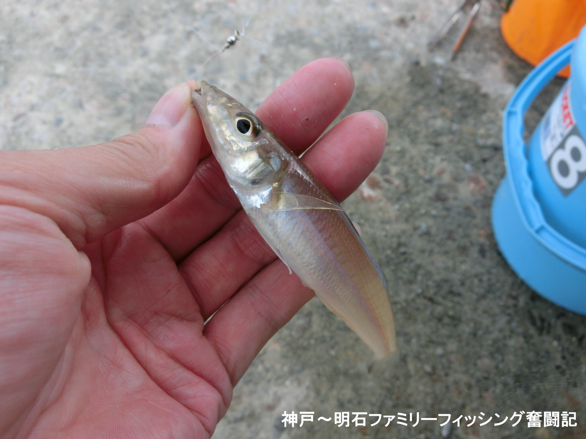 f:id:yggxq957:20190721150922j:plain