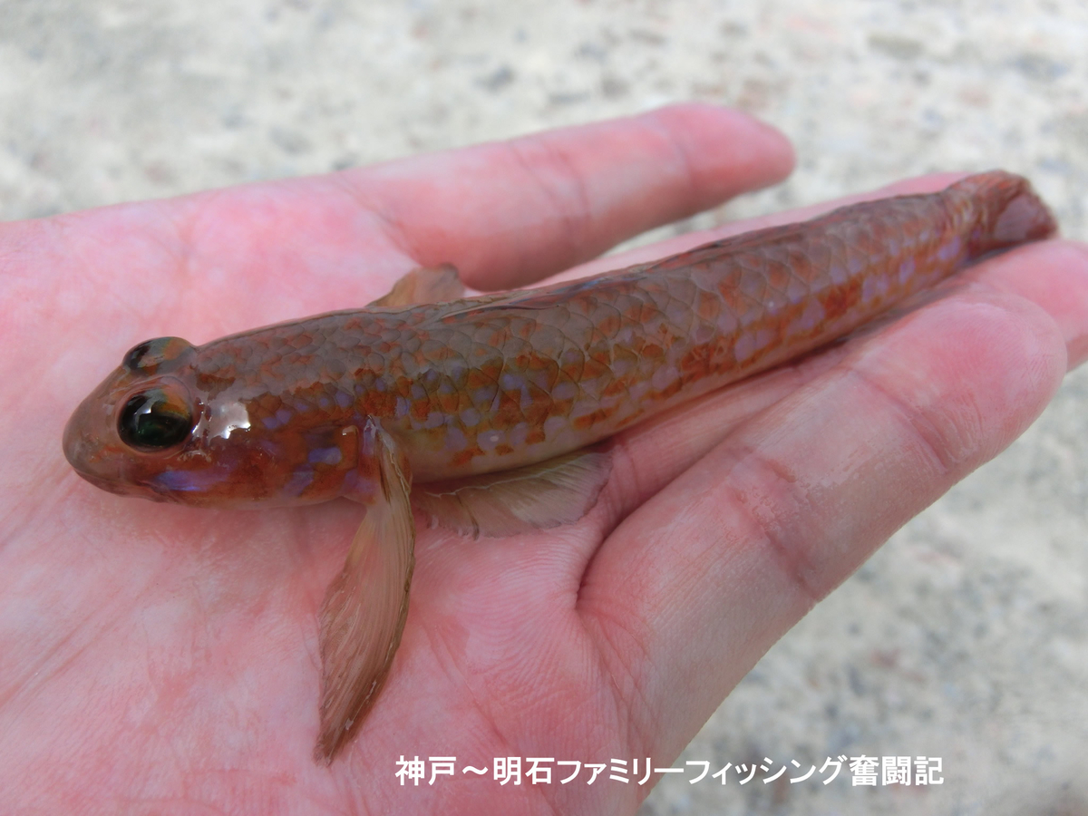 f:id:yggxq957:20190721152024j:plain