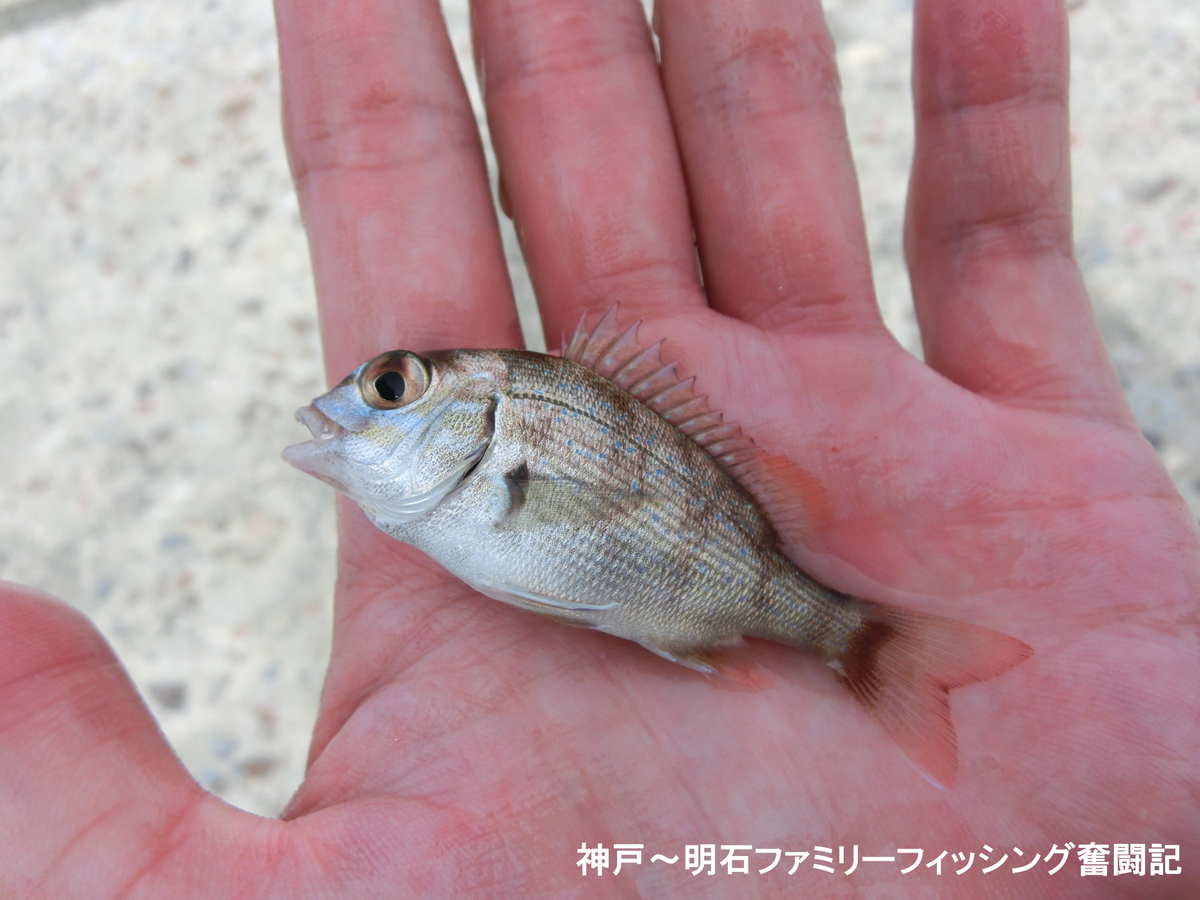 f:id:yggxq957:20190721153048j:plain