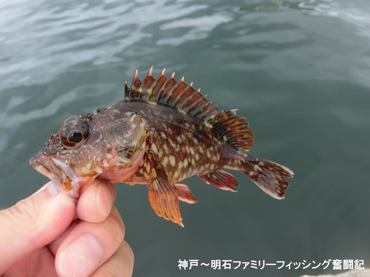 f:id:yggxq957:20190721153838j:plain