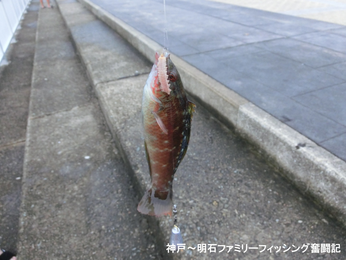 f:id:yggxq957:20190901154307j:plain