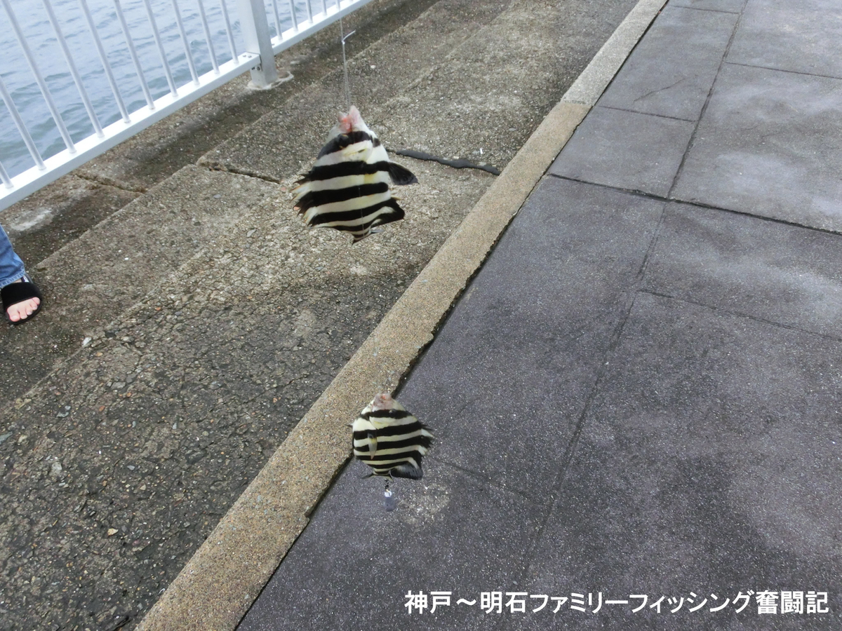 f:id:yggxq957:20190901155252j:plain