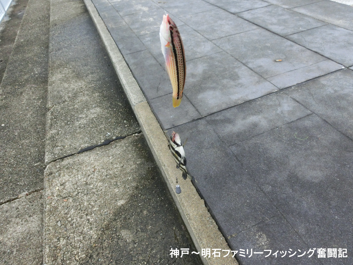 f:id:yggxq957:20190901155448j:plain