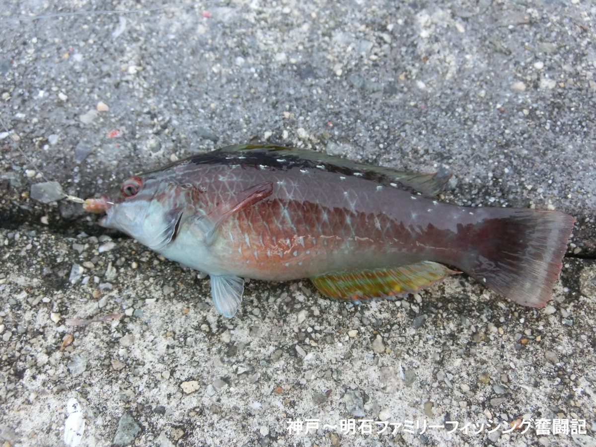 f:id:yggxq957:20191022174102j:plain