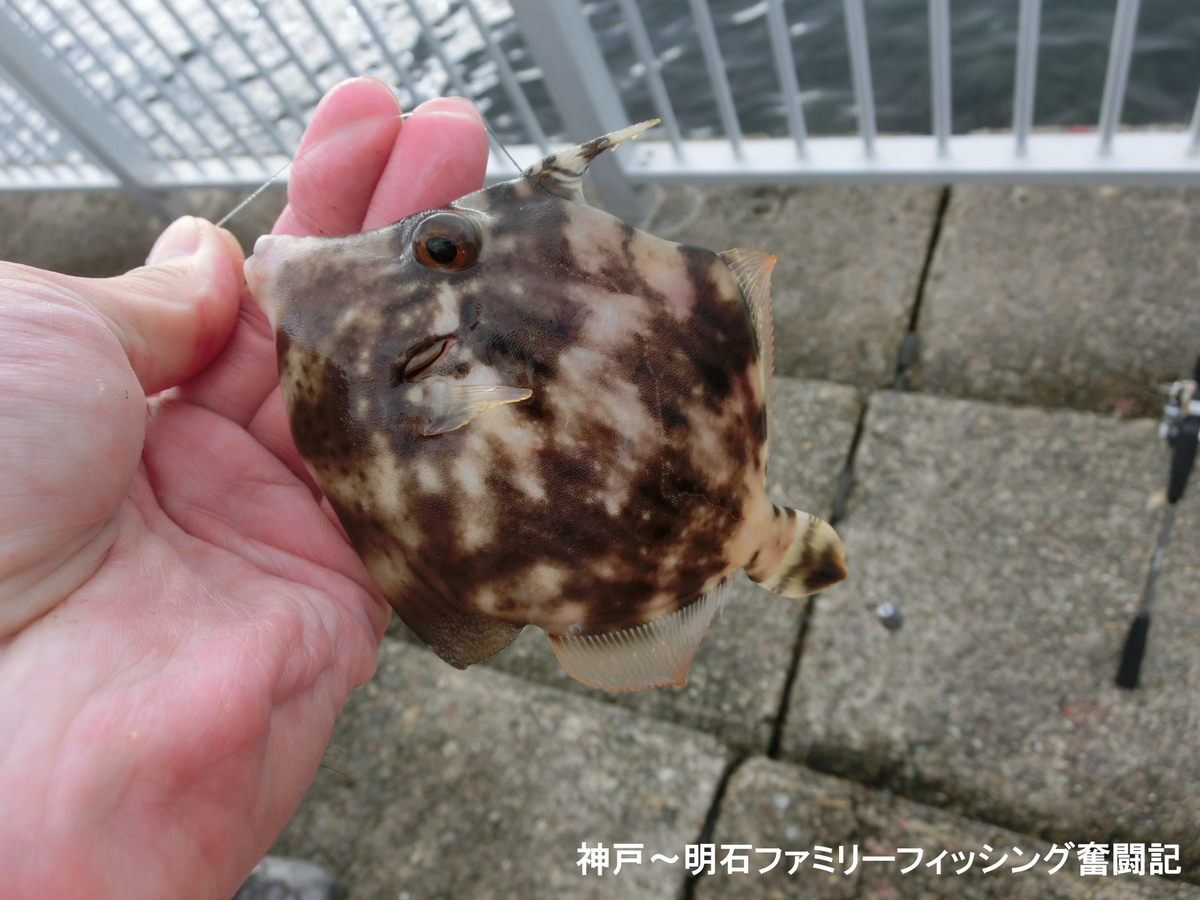 f:id:yggxq957:20191022175148j:plain