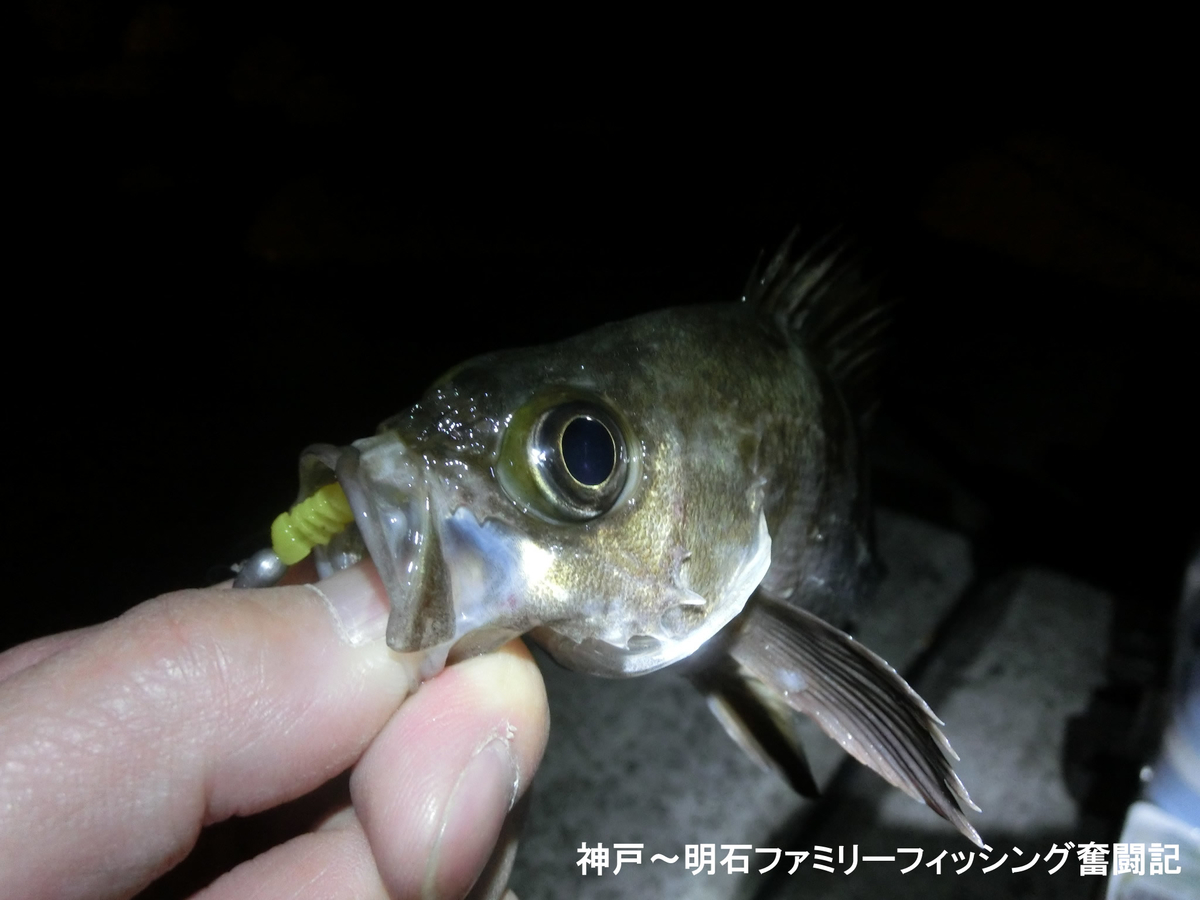 f:id:yggxq957:20191209053105j:plain