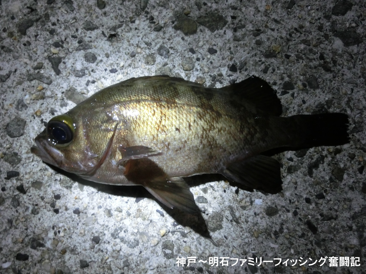 f:id:yggxq957:20191209053525j:plain