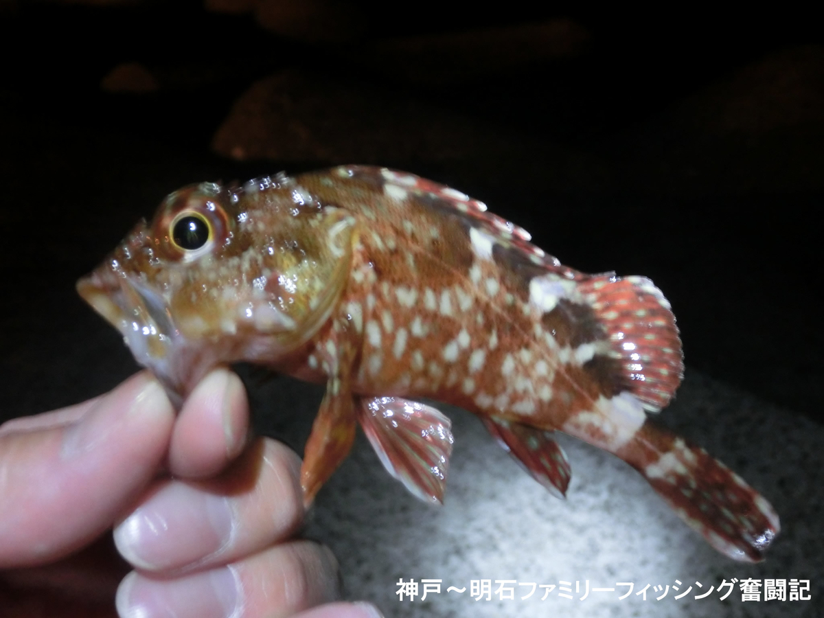 f:id:yggxq957:20191214095918j:plain