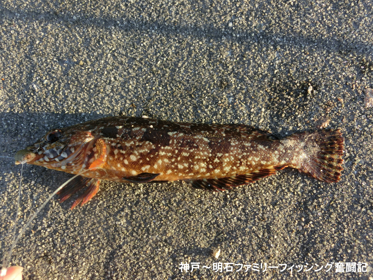 f:id:yggxq957:20191229172801j:plain