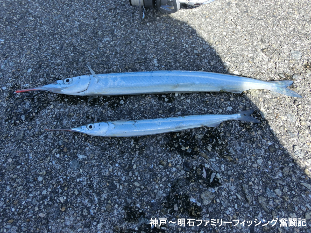 サヨリレシピ 大量のサヨリを手軽に調理して美味しく食べるお勧め料理を教えます 神戸 明石のファミリーフィッシング奮闘記 関西の釣りをもっと手軽に楽しむ
