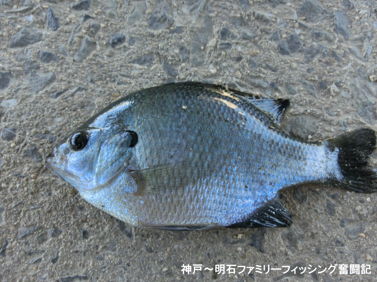 f:id:yggxq957:20200607164503j:plain