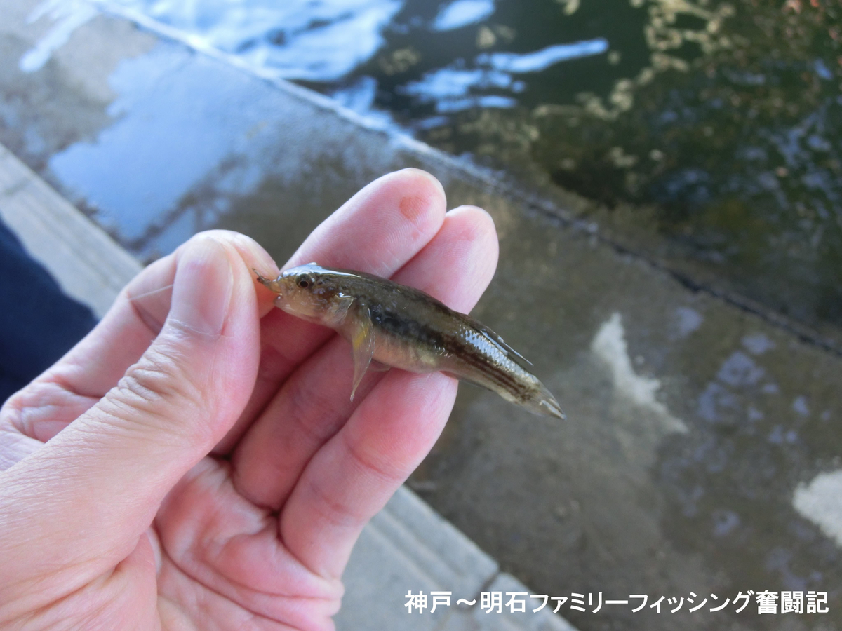 f:id:yggxq957:20200607165642j:plain