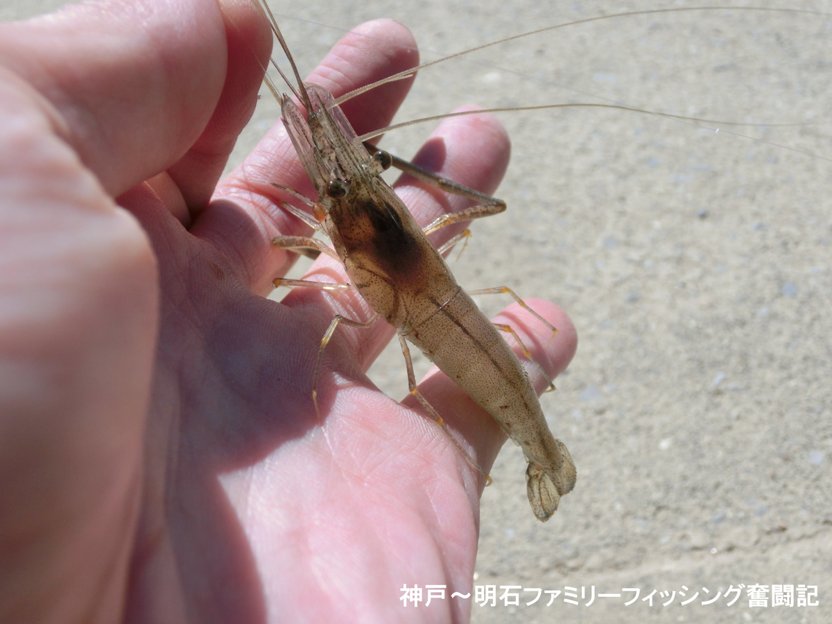 f:id:yggxq957:20200607170432j:plain