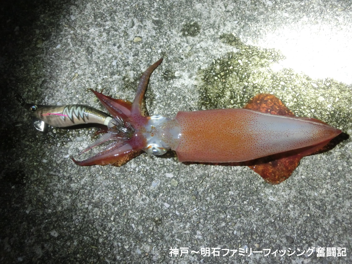 f:id:yggxq957:20201014102930j:plain