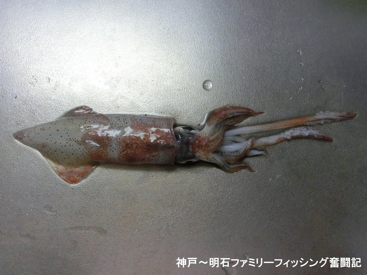 f:id:yggxq957:20201014105602j:plain