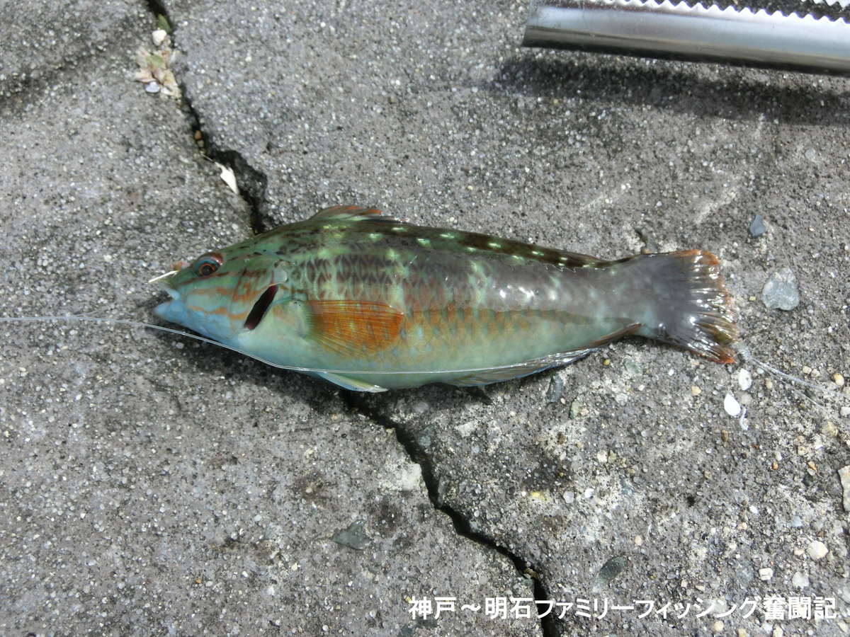 f:id:yggxq957:20210605165438j:plain