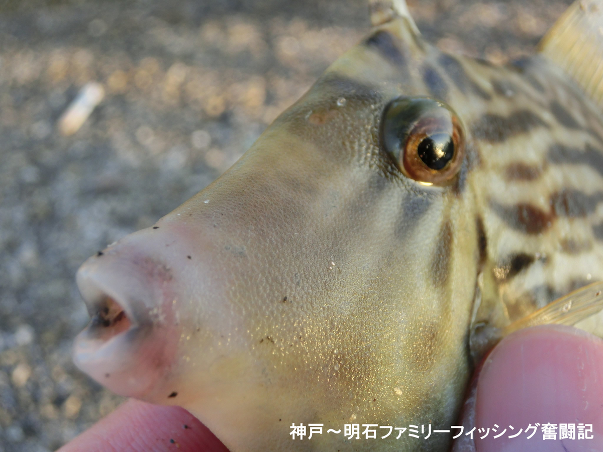 嫁様と夫婦水入らずのカワハギ狙い 木っ端カワハギの群れからお持ち帰りサイズを狙う 神戸 明石のファミリーフィッシング奮闘記 関西の釣り をもっと手軽に楽しむ