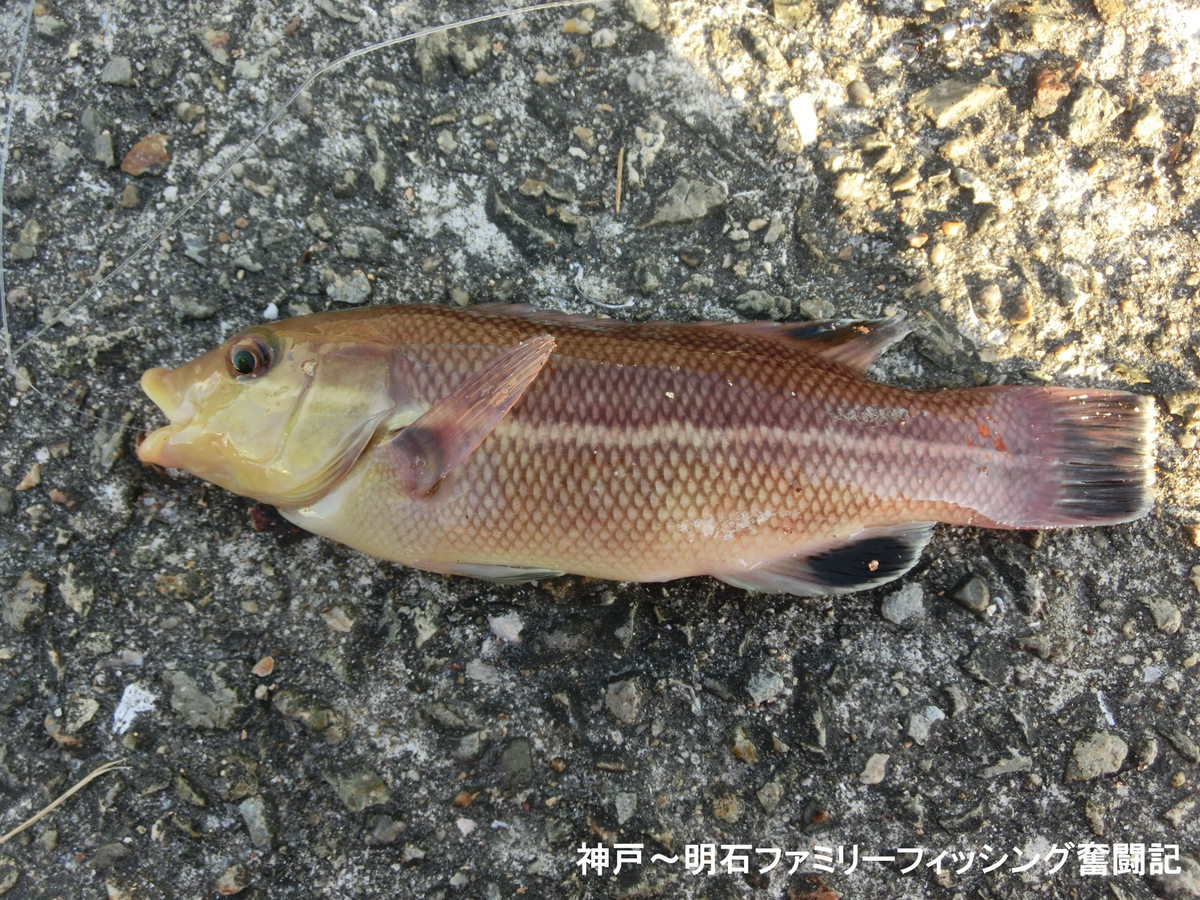 f:id:yggxq957:20211103140932j:plain