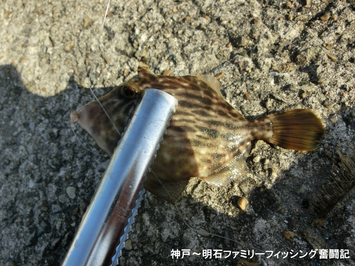 f:id:yggxq957:20211103141925j:plain