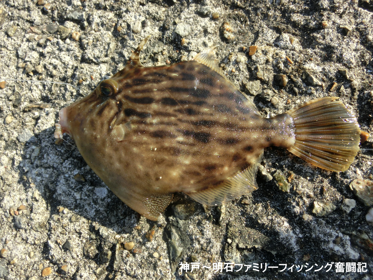 f:id:yggxq957:20211103142032j:plain