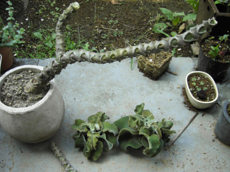 f:id:ygi:20080909032108j:image:w450 f:id:ygi:20080909032108j:image:w450
