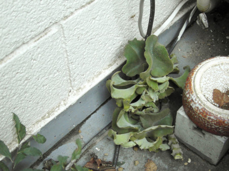 f:id:ygi:20080909032113j:image:w450 f:id:ygi:20080909032113j:image:w450