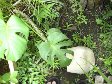 f:id:ygi:20080909032116j:image:w450 f:id:ygi:20080909032116j:image:w450