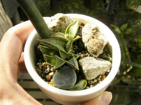 f:id:ygi:20081127030620:image:w450 f:id:ygi:20081127030620:image:w450