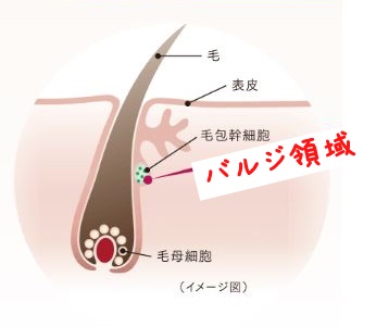 f:id:yhanamizuki:20180721063402j:plain f:id:yhanamizuki:20180721063402j:plain