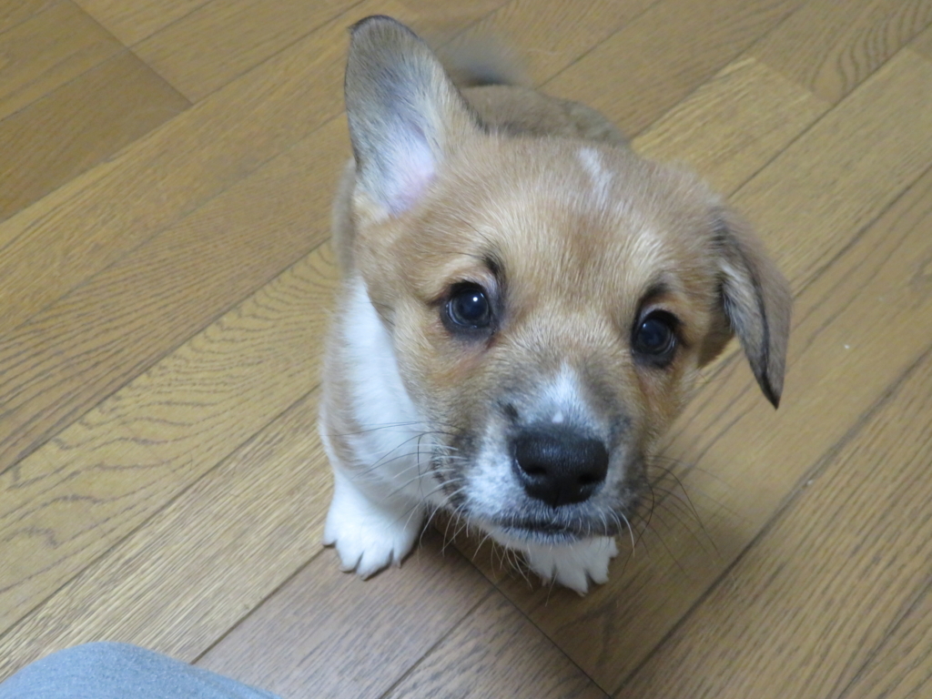 f:id:yhcarry:20180112235146j:plain f:id:yhcarry:20180112235146j:plain