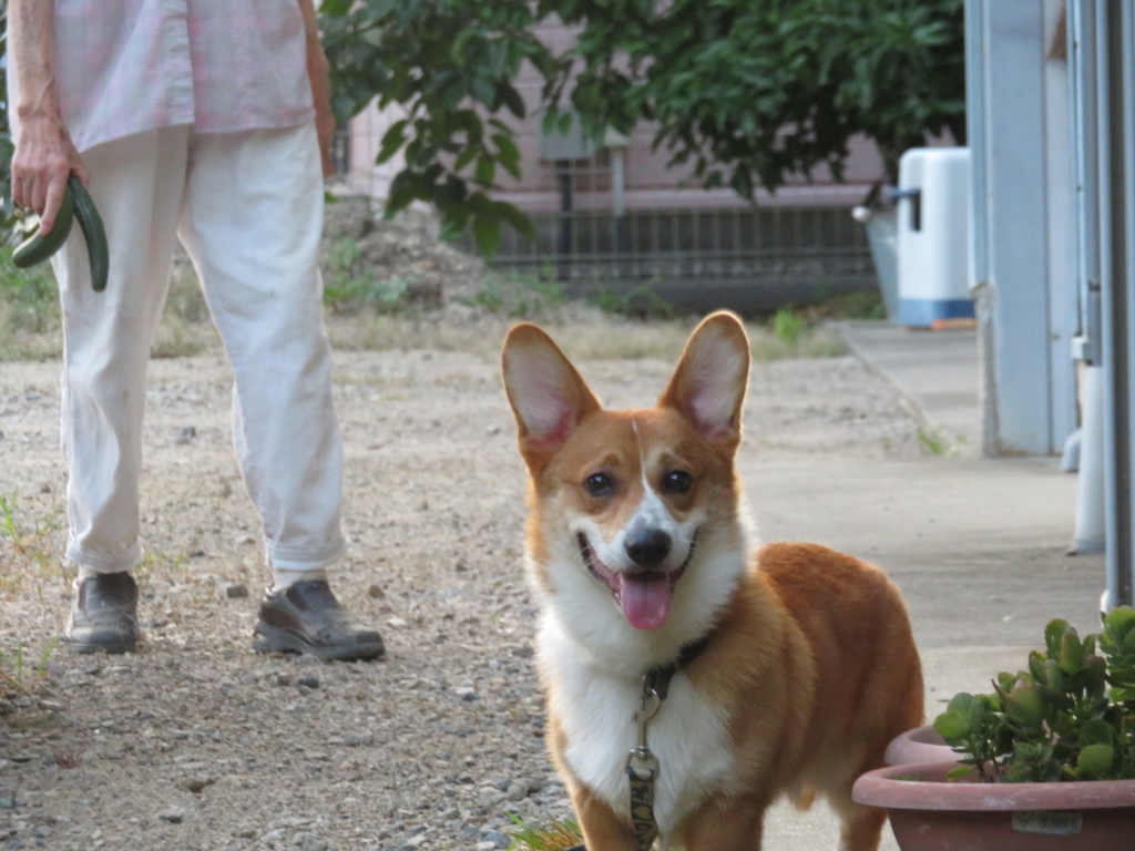 f:id:yhcarry:20180720220316j:plain f:id:yhcarry:20180720220316j:plain