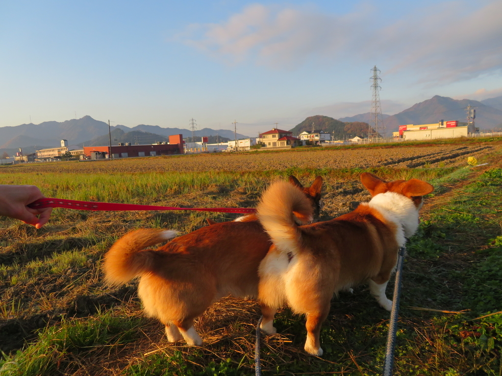 コーギー　散歩