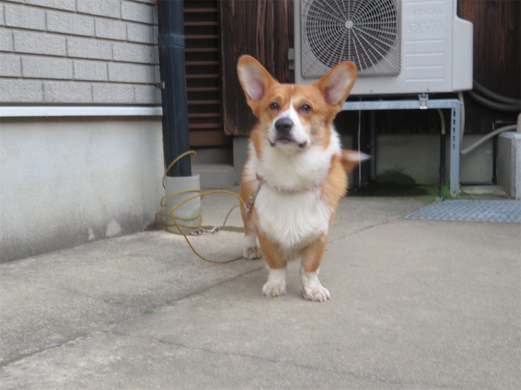 f:id:yhcarry:20200815202226j:image