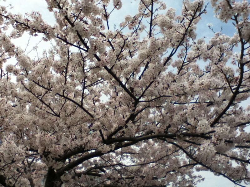 f:id:yhkhashimoto:20160408122225j:plain f:id:yhkhashimoto:20160408122225j:plain