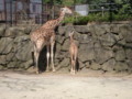 金沢動物園　アミメキリン親子