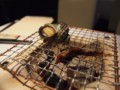 栄螺つぼ焼