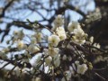20110313131752