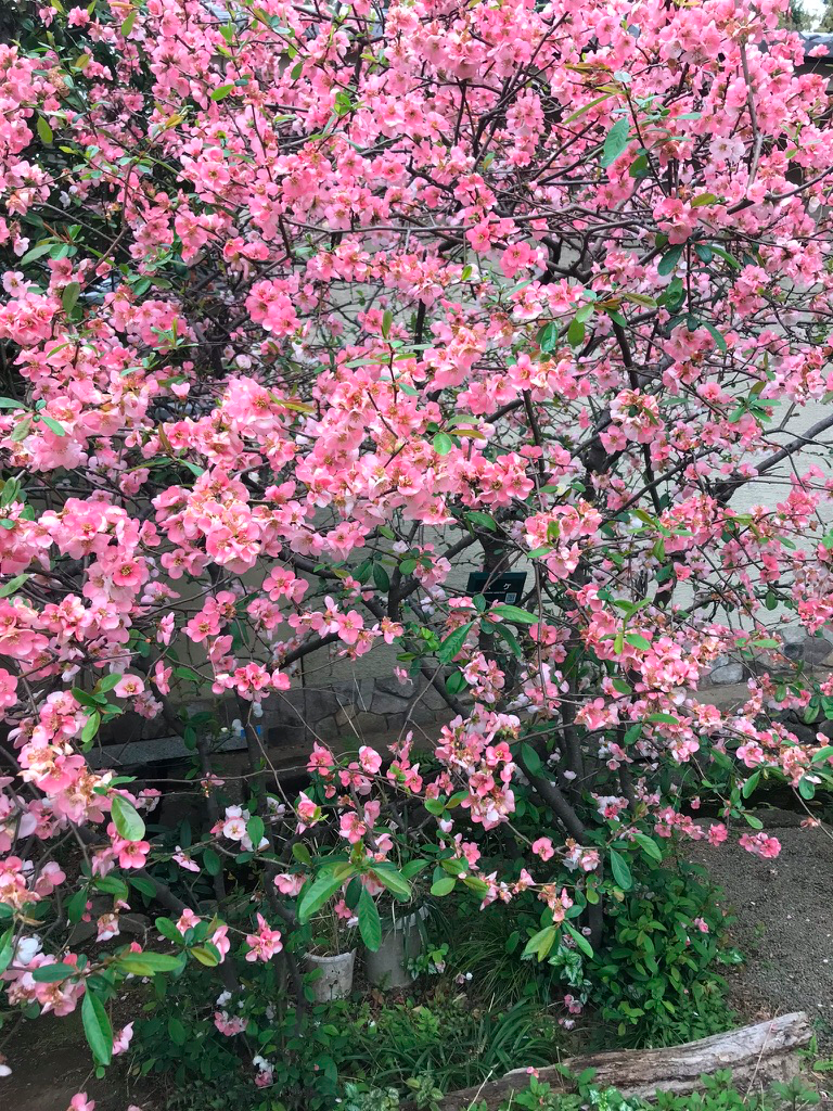 f:id:yingtianyou:20190412092414p:plain f:id:yingtianyou:20190412092414p:plain