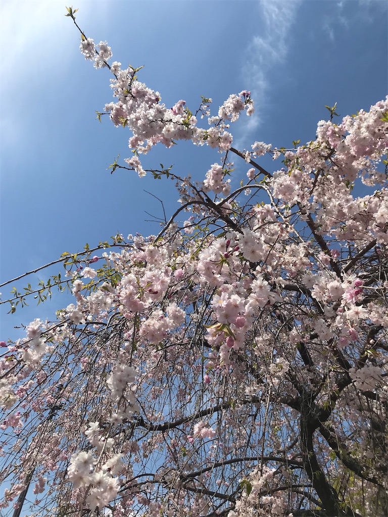 f:id:yjam026:20200520194926j:image f:id:yjam026:20200520194926j:image