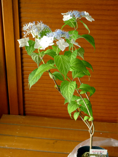 2012-06-29 神戸森林植物園で買った山アジサイ・￥430-