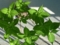 2013.05.02の山あじさい