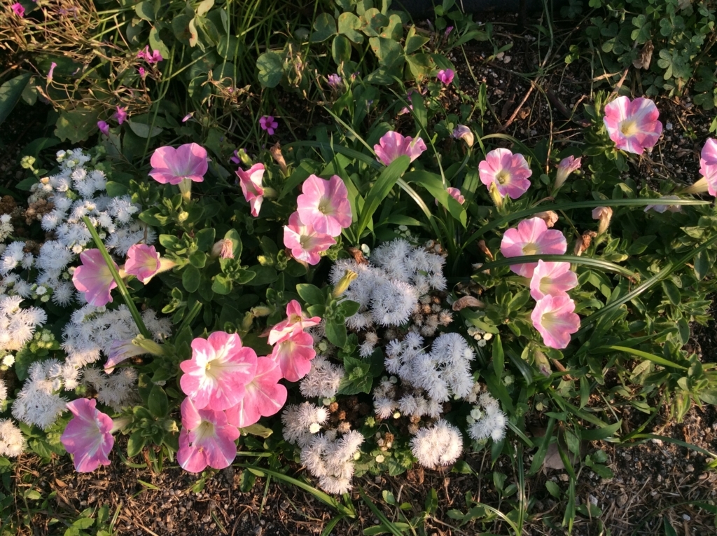 f:id:yju:20170629170001j:plain f:id:yju:20170629170001j:plain