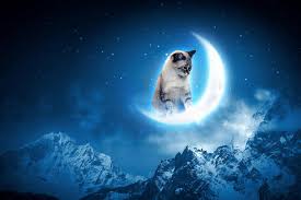 f:id:yk6hiop:20161201062849j:plain f:id:yk6hiop:20161201062849j:plain