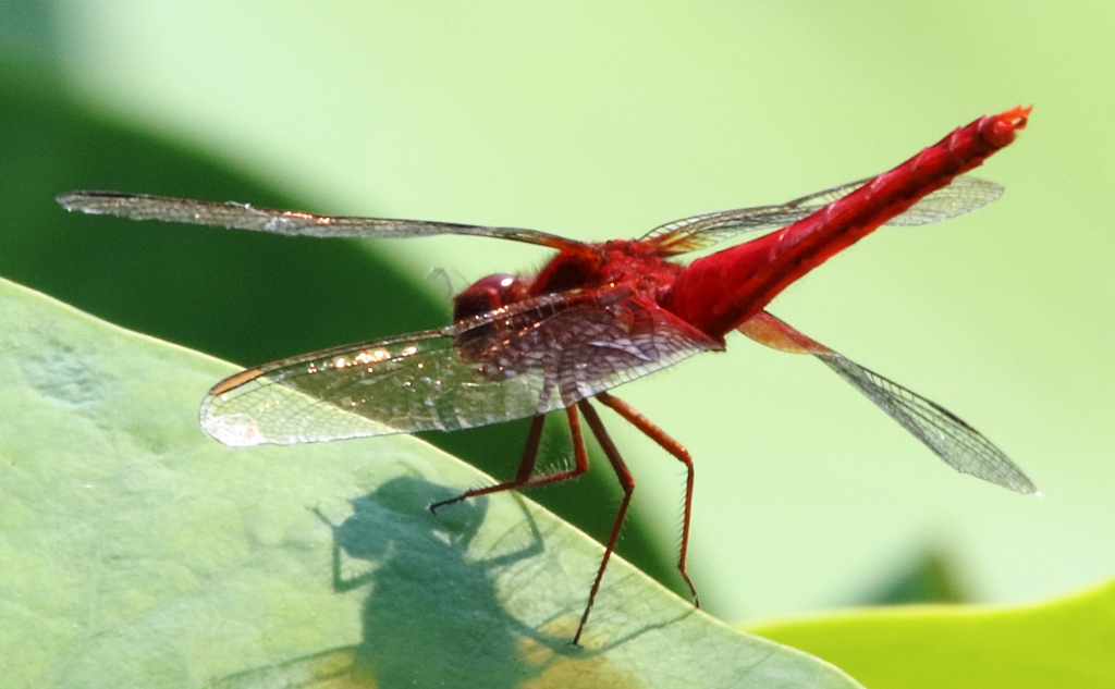トンボをアップで見るとすごい Js5 地球の旅 トンボをアップで見るとすごい Js5 地球の旅