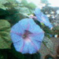 f:id:ykazutaka:20060801094018j:image