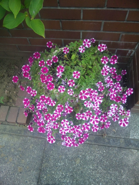 f:id:yken1122:20160807064722j:plain f:id:yken1122:20160807064722j:plain