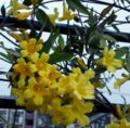  カロライナジャスミン20140417