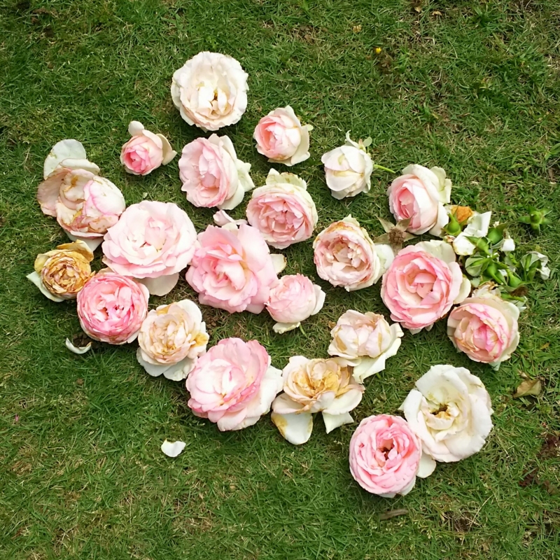  バラ(ﾋﾟｴｰﾙﾄﾞｩﾛﾝｻｰﾙ)花がら44個20160608