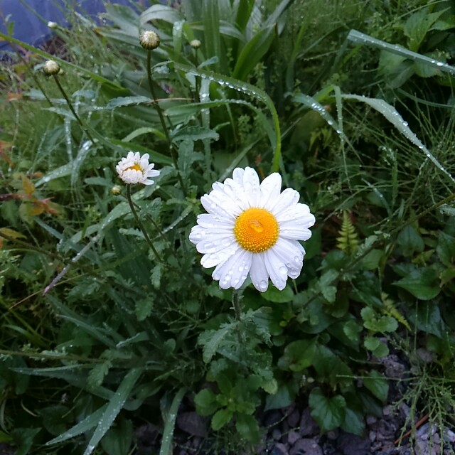 f:id:ykpon1120:20170513190727j:plain